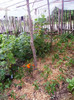 iulie 2012 090