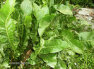 iulie 2012 093
