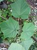 Paulownia tomentosa  mai 2012