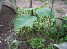 Paulownia tomentosa  mai 2012