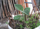 Paulownia tomentosa de doi ani in galeata,aprilie 2012