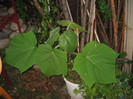 Paulownia tomentosa ,iunie 2012