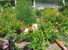 Gradina iunie 2012 077