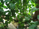 Gradina iunie 2012 086