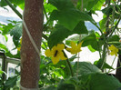 Gradina iunie 2012 087
