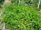 Gradina iunie 2012 105