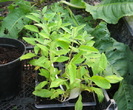 Goji, iunie 2012