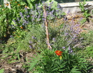 Lavanda, iunie 2012