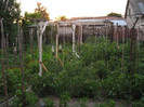 Gradina iunie 2012 136
