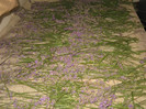 Lavanda la uscat