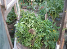 Jaf printre plantele care erau puturoase in a face productie