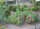 Gradina iunie 2012