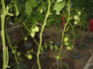 Rosii RioGrande,iunie 2012