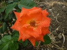 P1000921