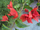 DSC07465