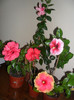 Hibiscus grup