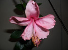 Hibiscus Dainty Pink
