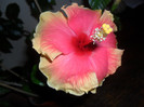 Hibiscus Junes Dragon