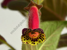NEW - Kohleria Villands Vanga  (GS)