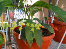 multiflora crytoceras