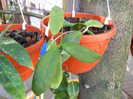 h.pimenteliana