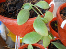h.breviata