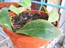 h.obscura green stern