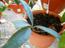 h.finlaysonii