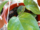h.lasiantha