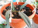 h. greenii