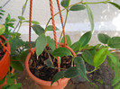 h.cembra-odorata
