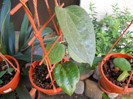h.balaensis