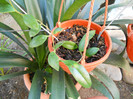 h.plicata