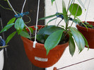 h. neo-ebudica