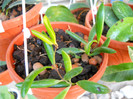 h.loherii