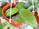 h.south thailand