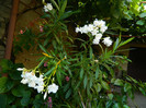 DSCN0084
