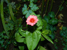 DSCN0091