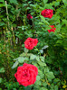 DSCN0102