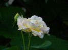 DSCN0103