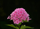 DSCN0104