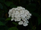 DSCN0106
