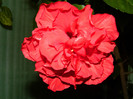 DSCN0115