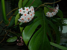 DSCN0123