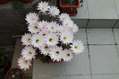 cactusi infloriti 029