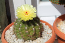 cactusi infloriti 2012 002