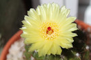 cactusi infloriti 2012 008