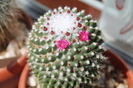 cactusi infloriti 2012 016