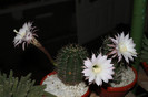 cactusi infloriti 2012 020