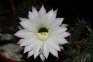 cactusi infloriti 2012 022